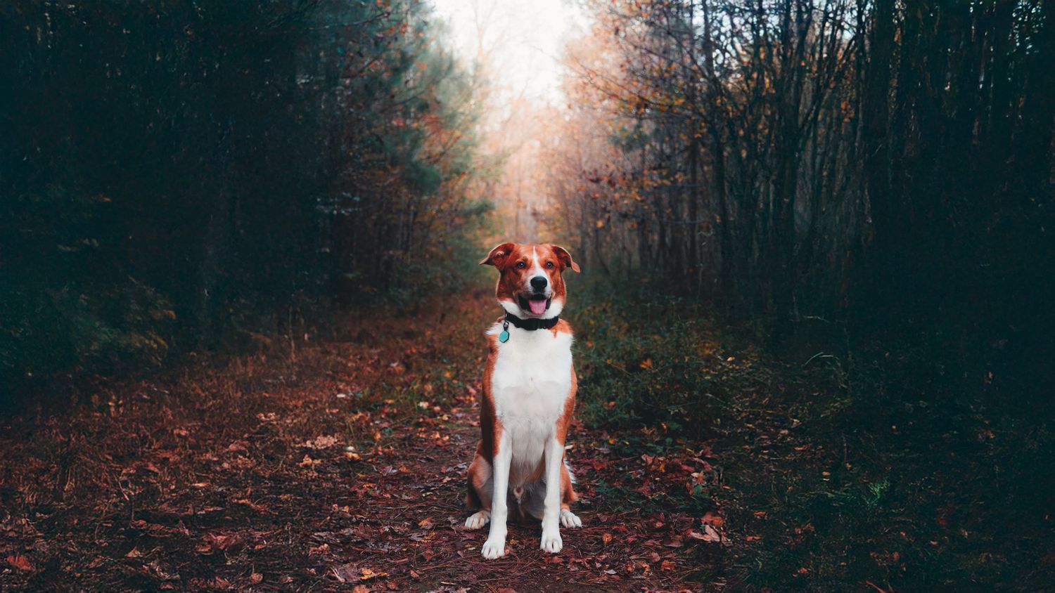 large dog photo