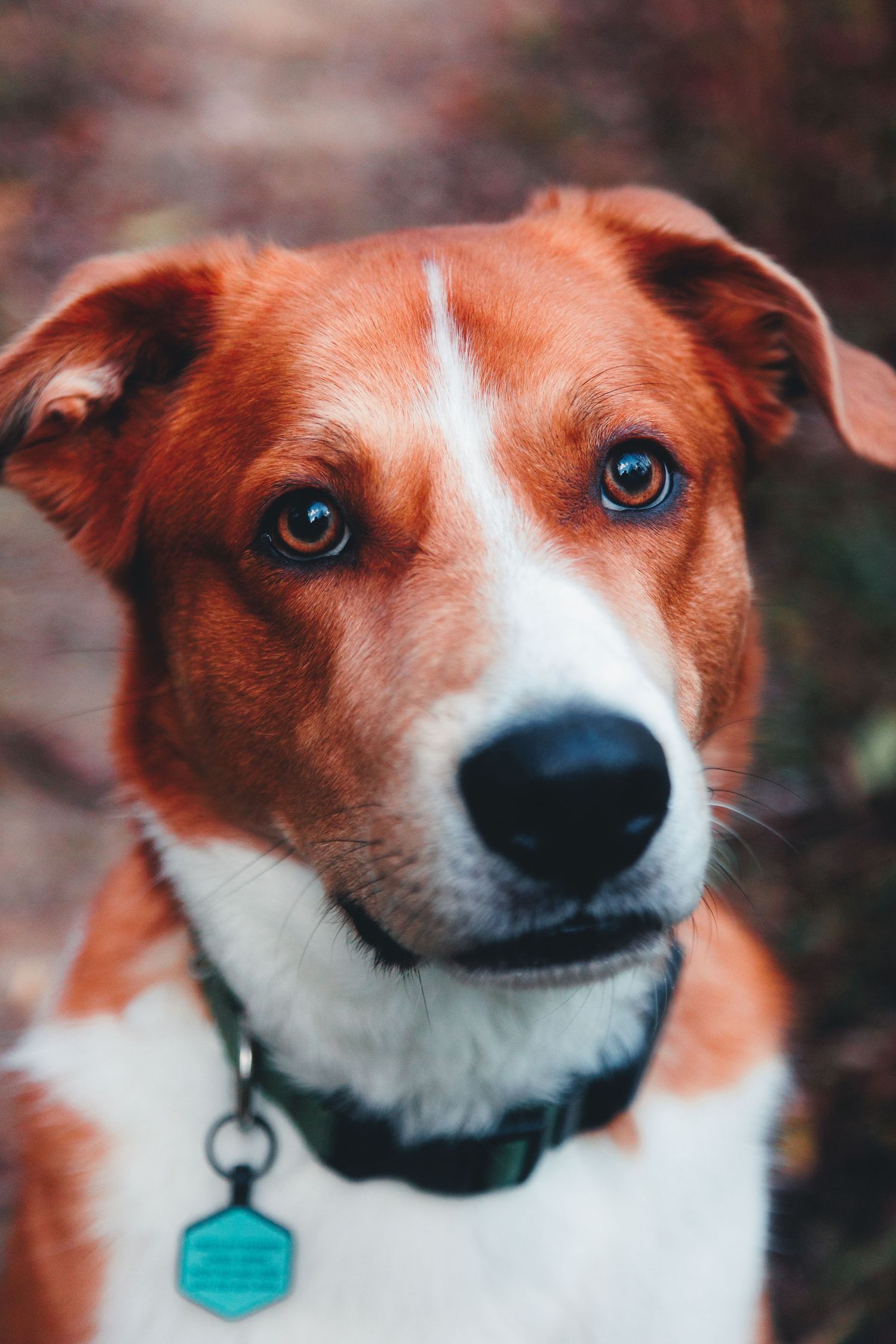 large dog photo
