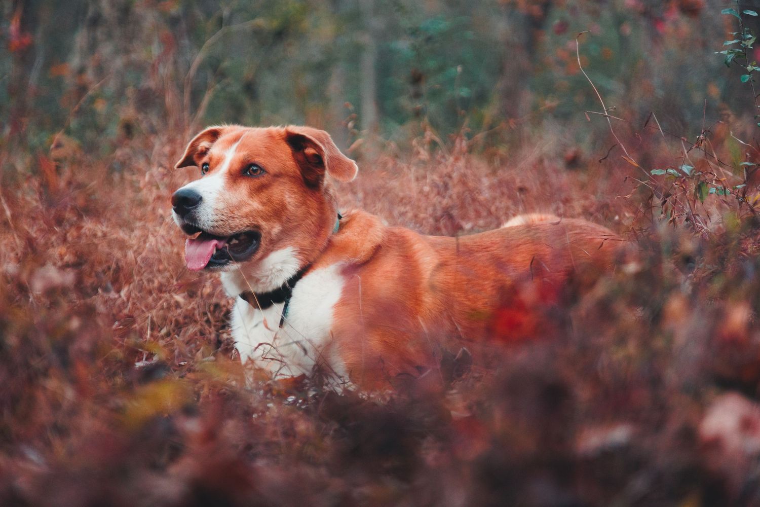 large dog photo