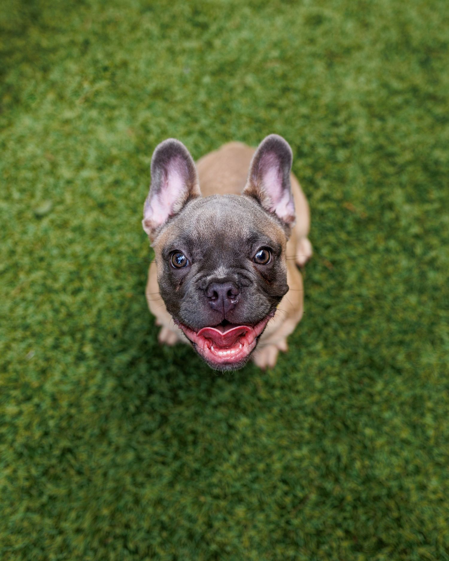 small dog photo