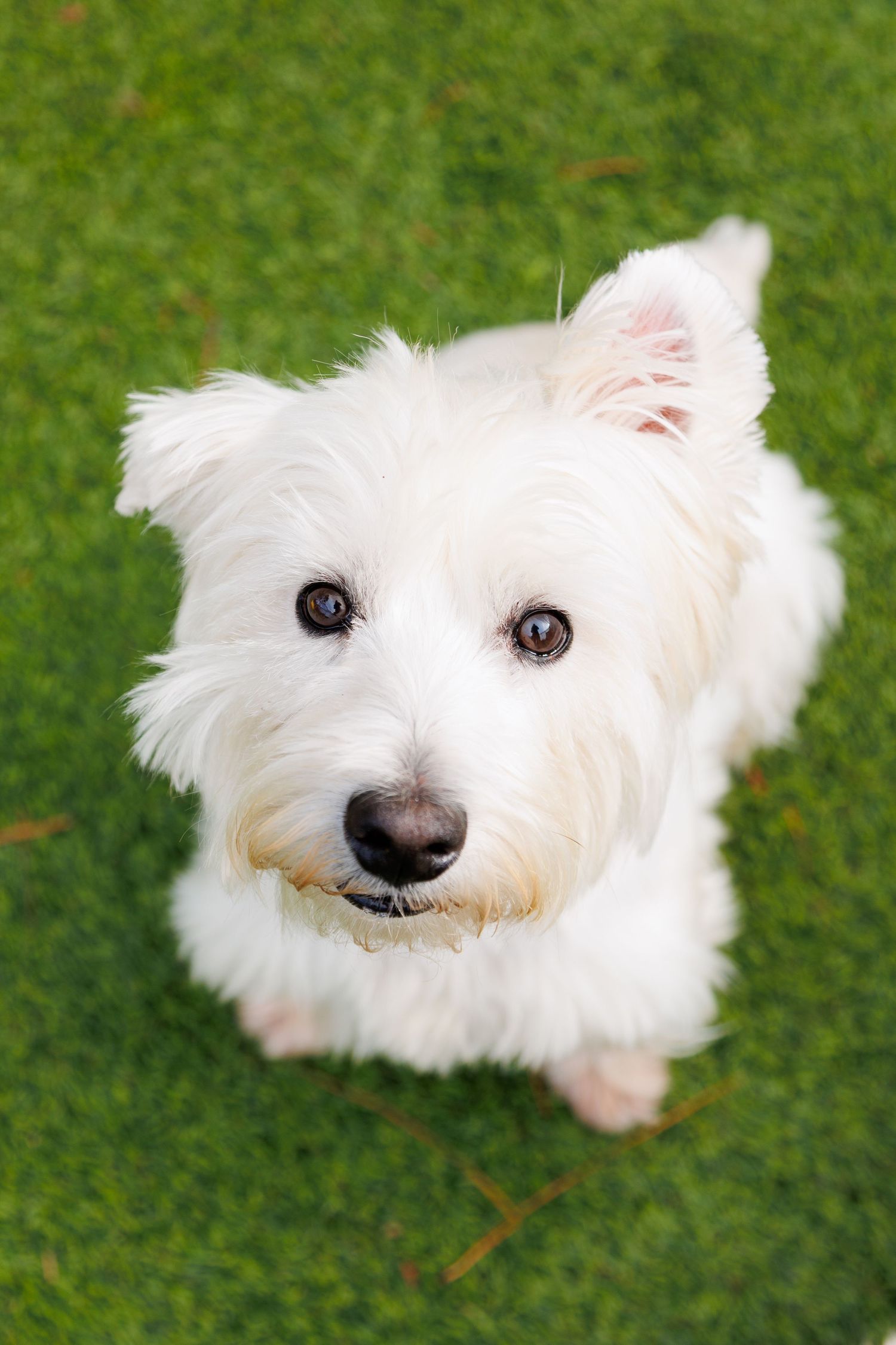 small dog photo