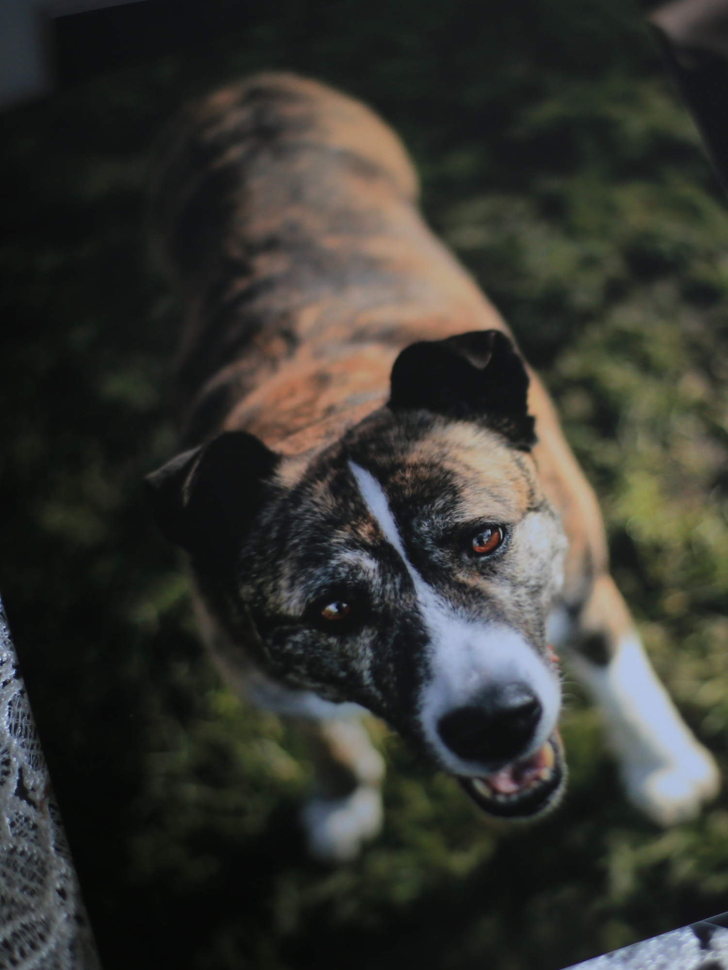 Barnsley, dog photography, dog photos, dog photographer