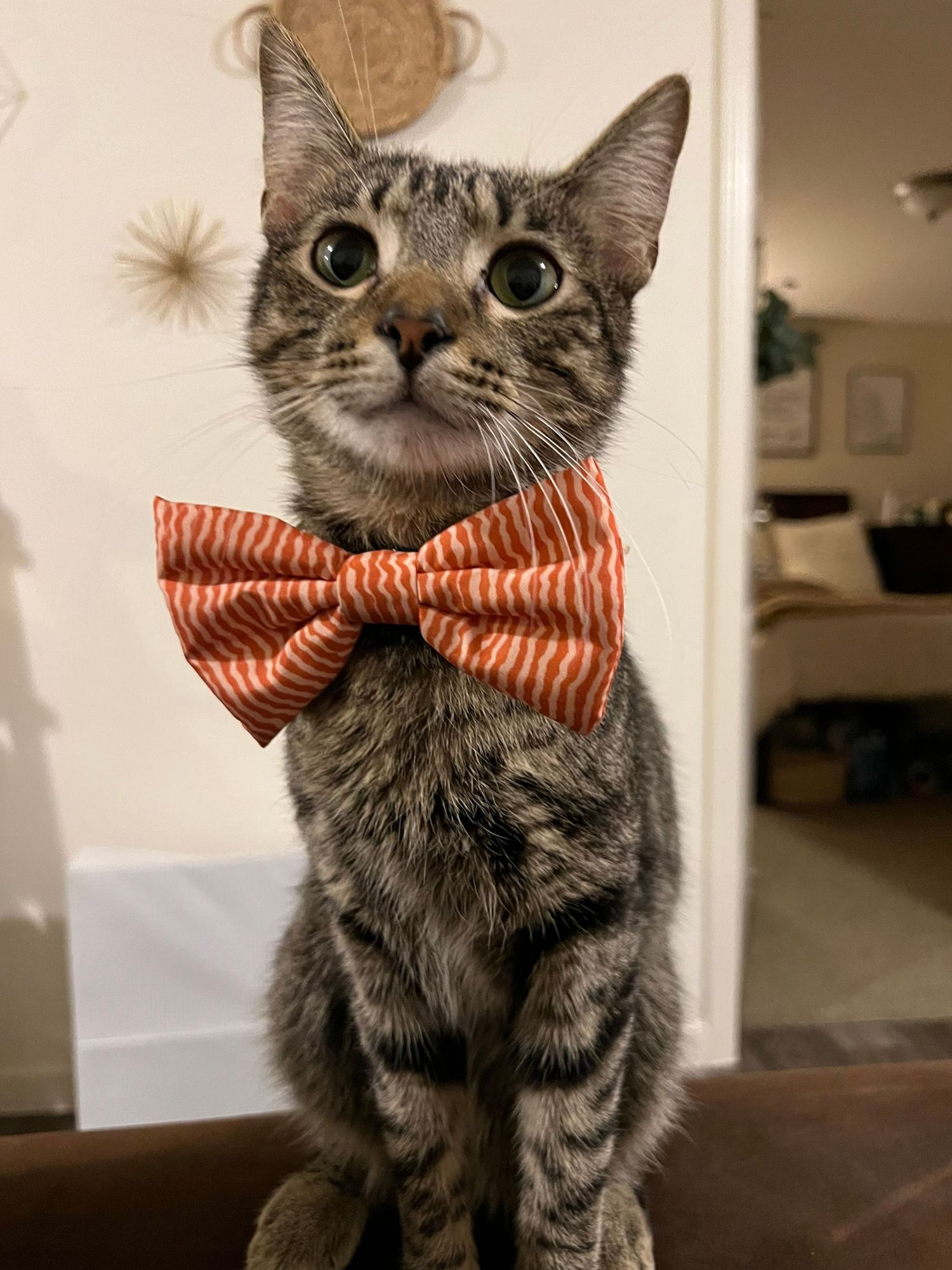 My pet, Theo, world's best assistant who keeps me entertained while I edit photos.