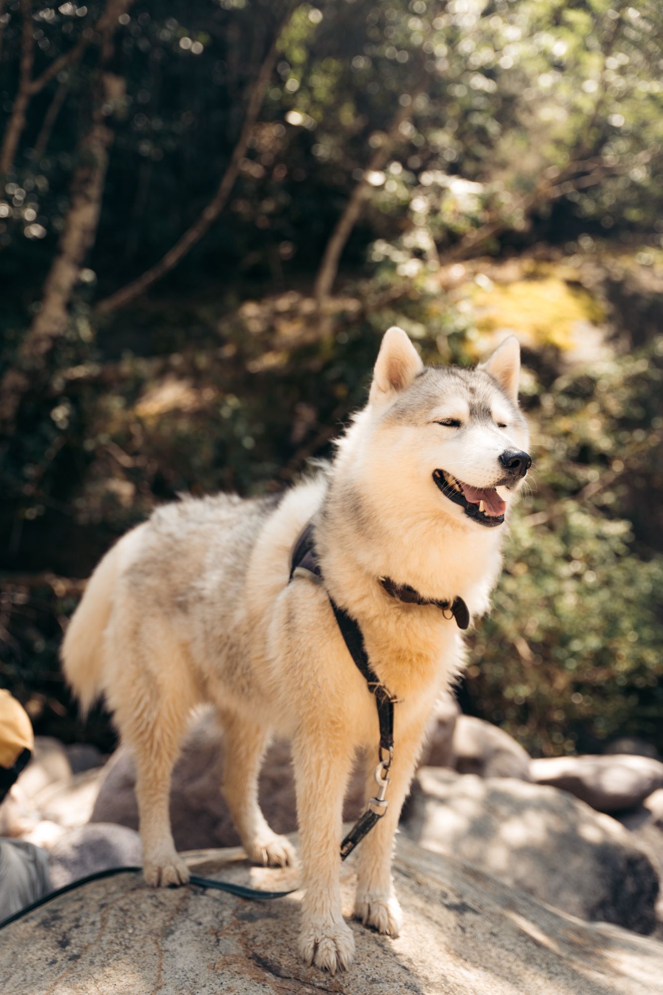 husky en balade