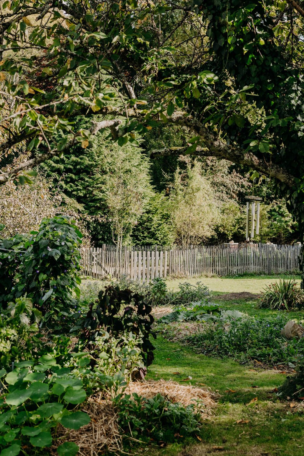 Lush garden with wooden picket fence, green lawn, and mature trees in dappled sunlight.