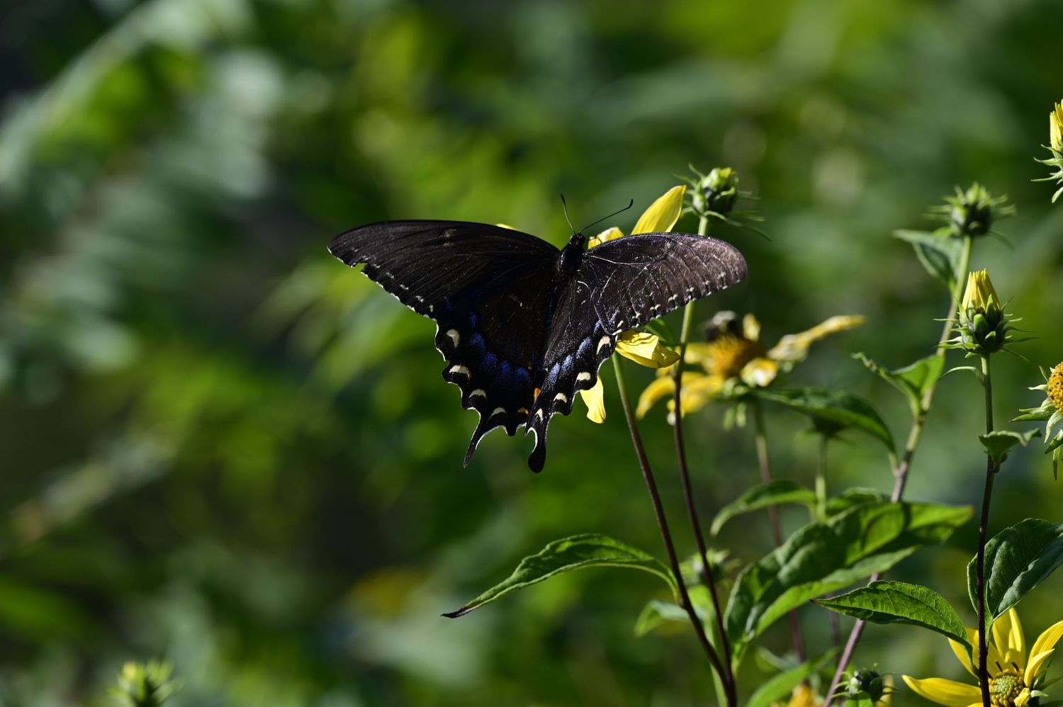 Swallowtail butterfly and flowers in Shenandoah National Park