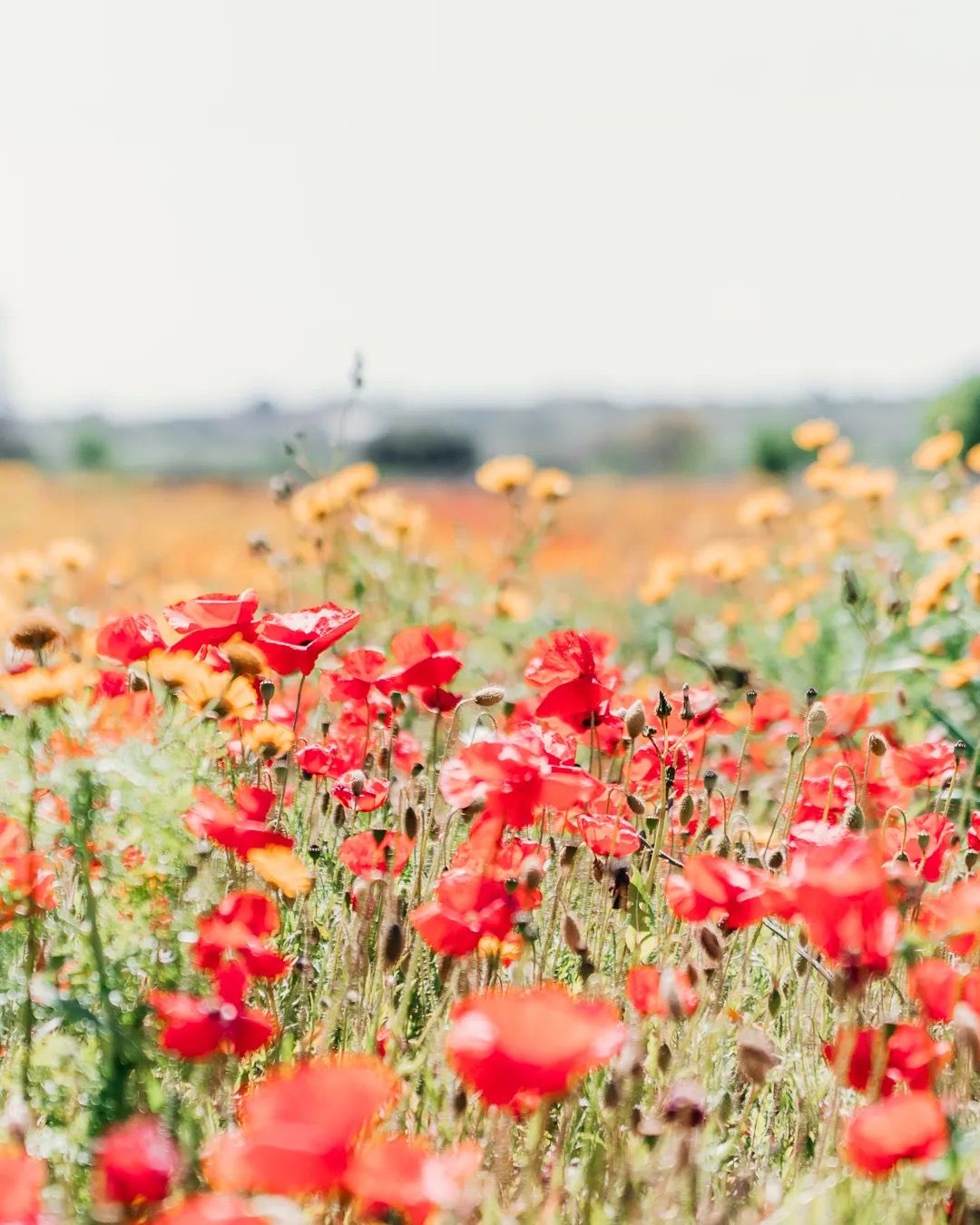 A bright field of red poppies in full bloom against a soft, hazy sky.