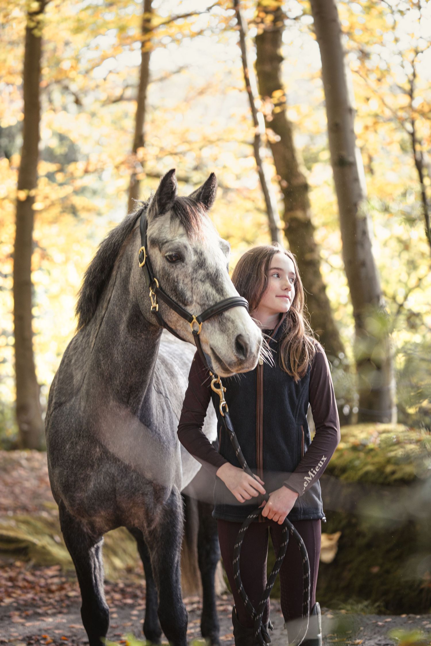 Gray horse stands in autumn forest with golden leaves while being led on reins through wooded path.