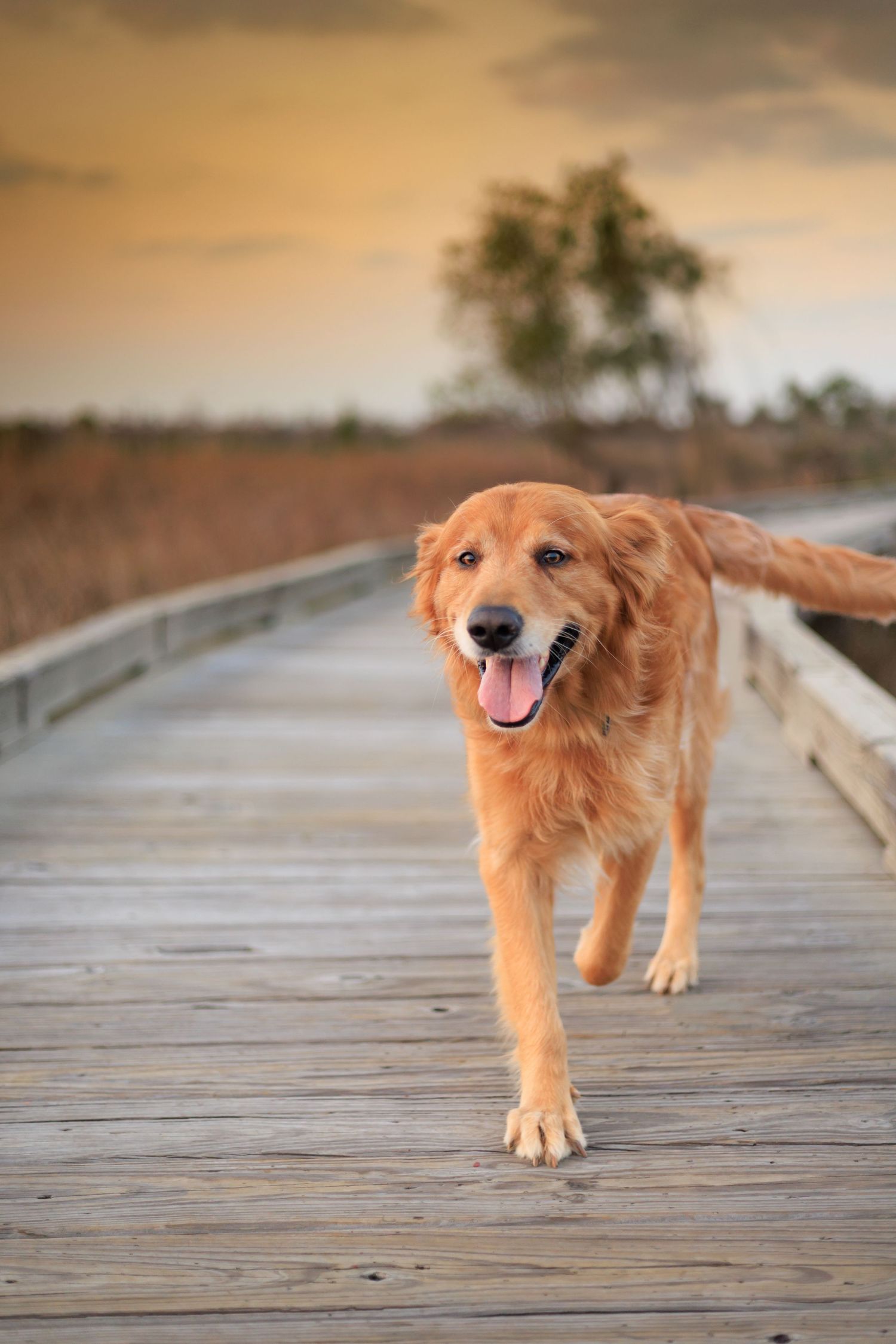 Golden retriever taking a stroll on the boardwalk during golden hour. It was a perfect moment.