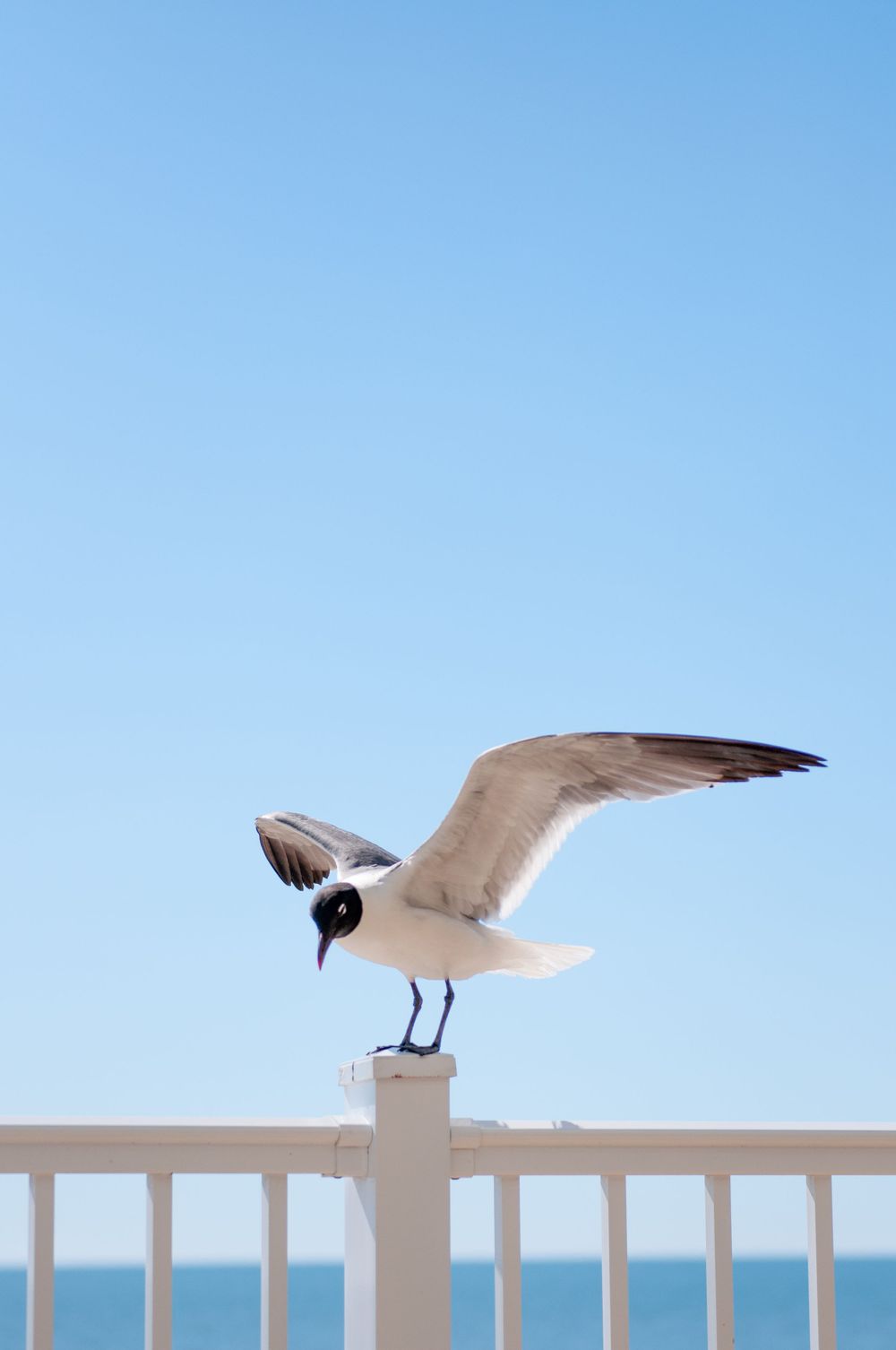 A seagull perches on the balcony of a resort hotel