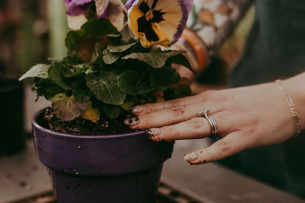 A hand wearing a delicate ring tends to a potted purple and yellow pansy flower in a planter.