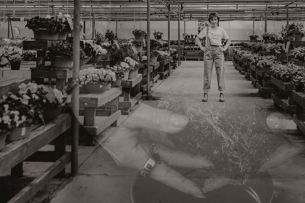 A black and white photo showing rows of plants on shelves inside a commercial greenhouse interior.