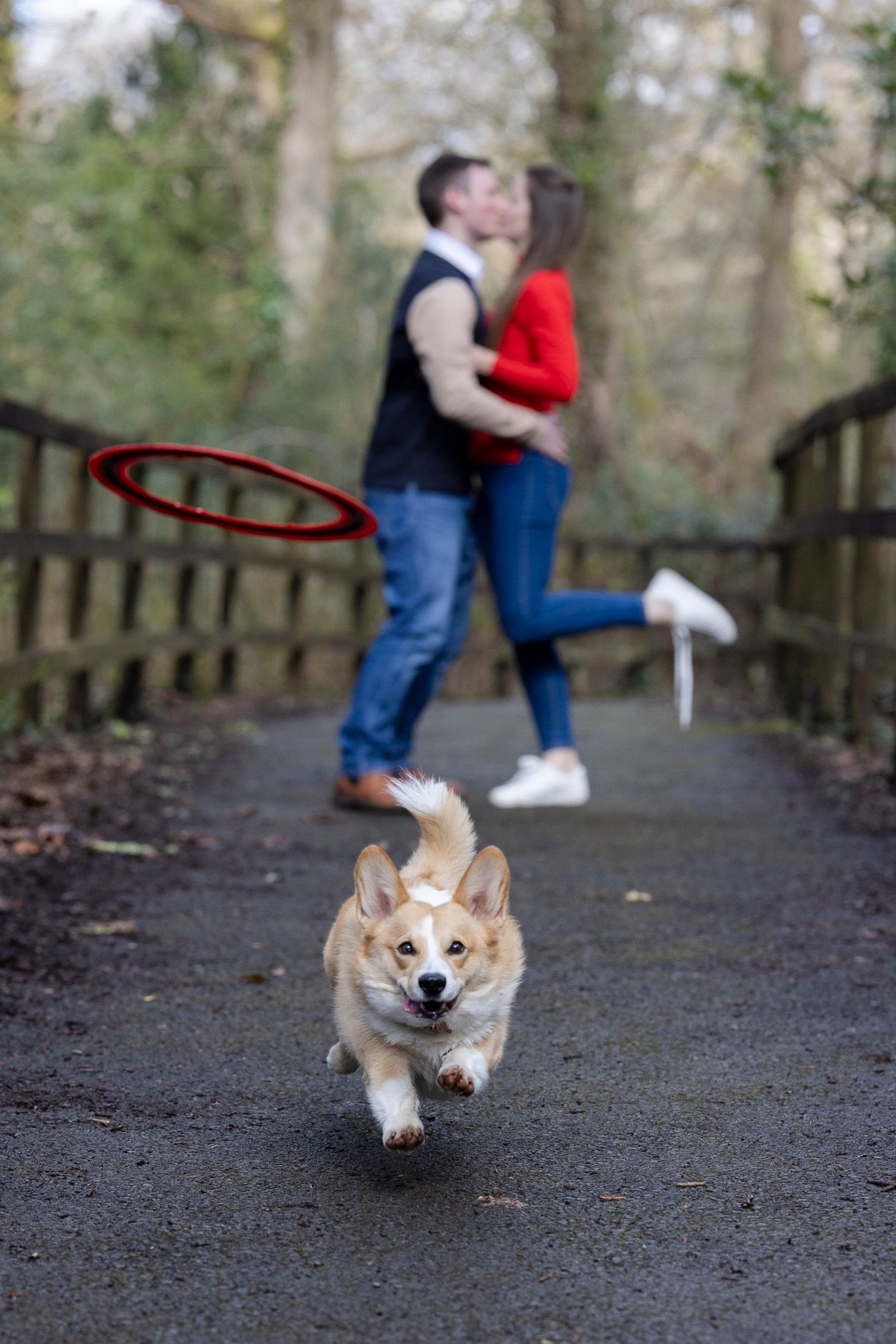 pre wedding photography with a dog