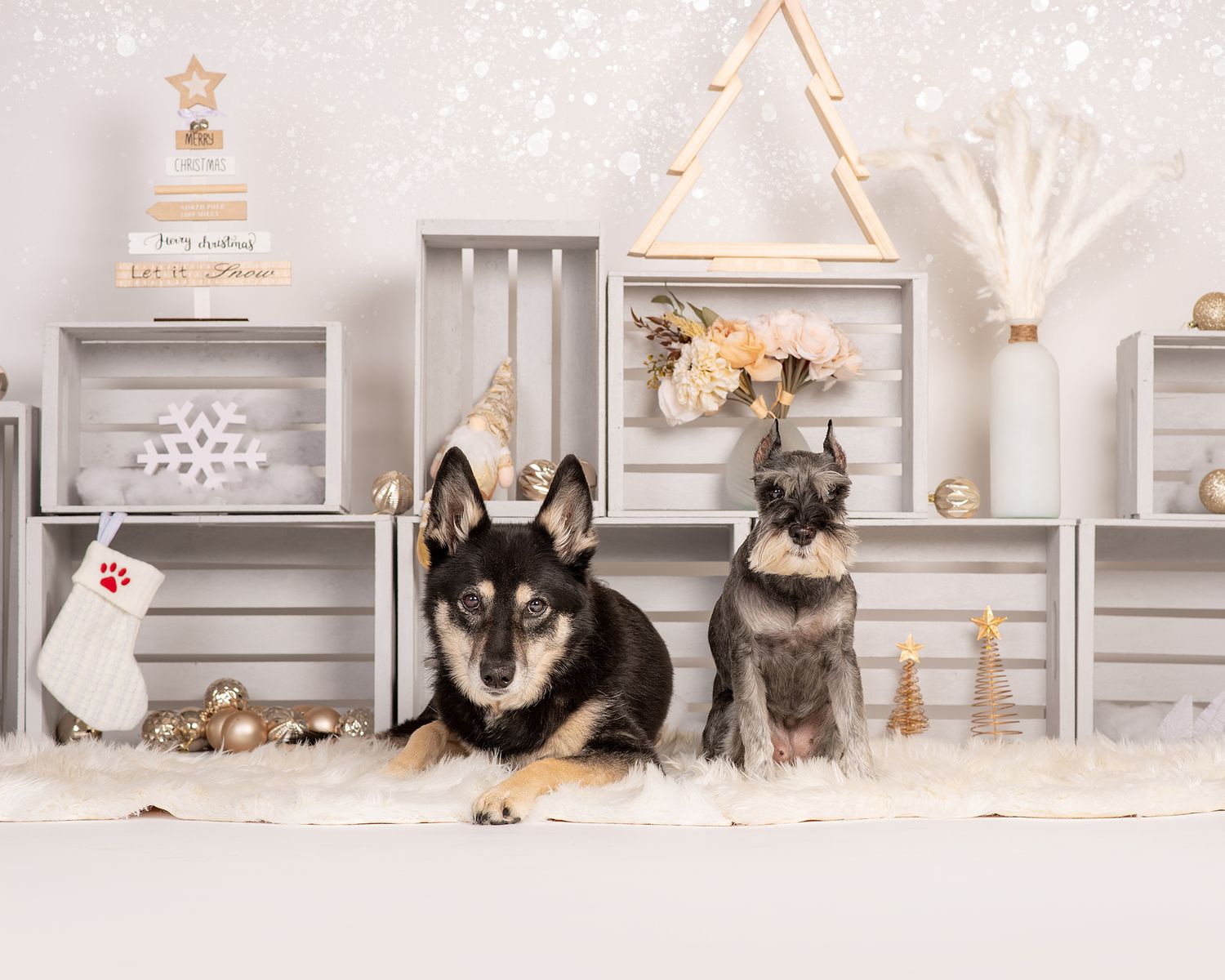 Dog Portrait of a Miniature Schnauzer and a Kelpie in an adorable Christmas setting by Tripdog Photography, Red Deer Alberta Photographer