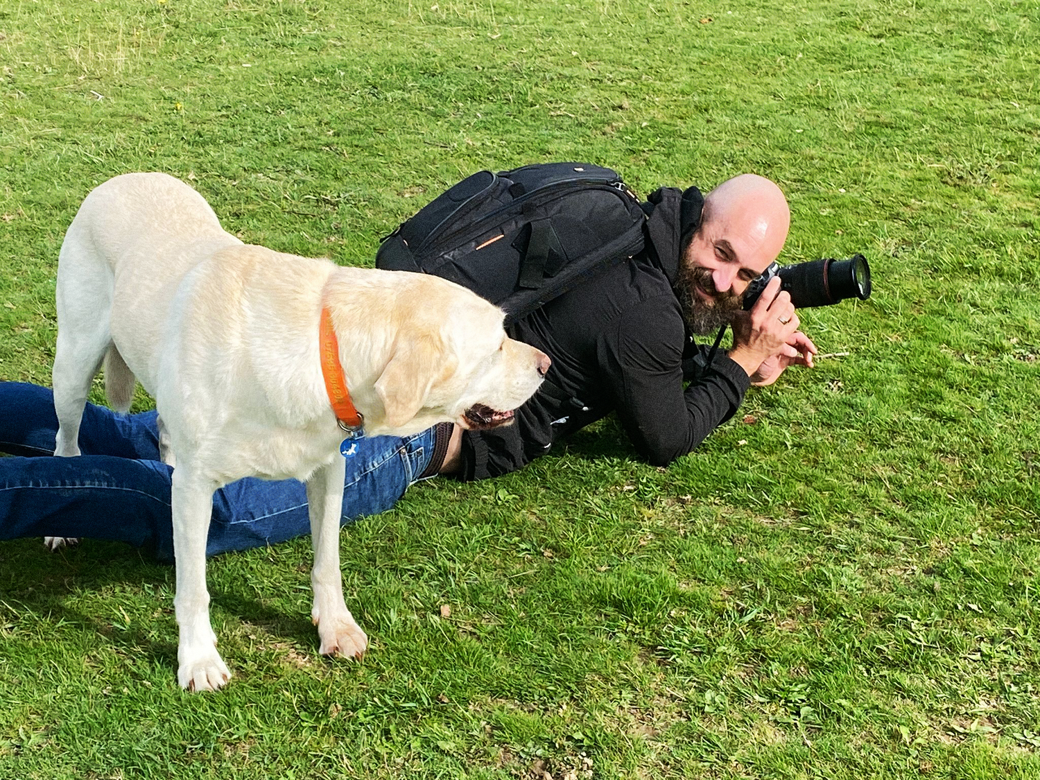 Russ Stedman pet photographer lying on ground while Golden Labrador stands over him