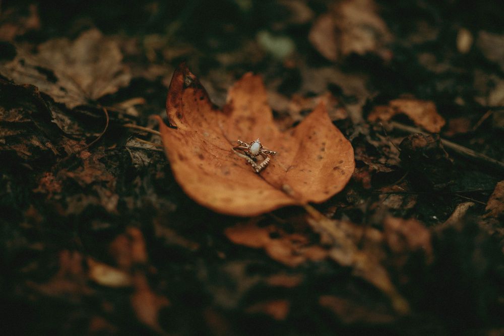 greensburg pa photographer latrobe pa photographer keystone state park engagement session woodland moody whimsical magical romantic