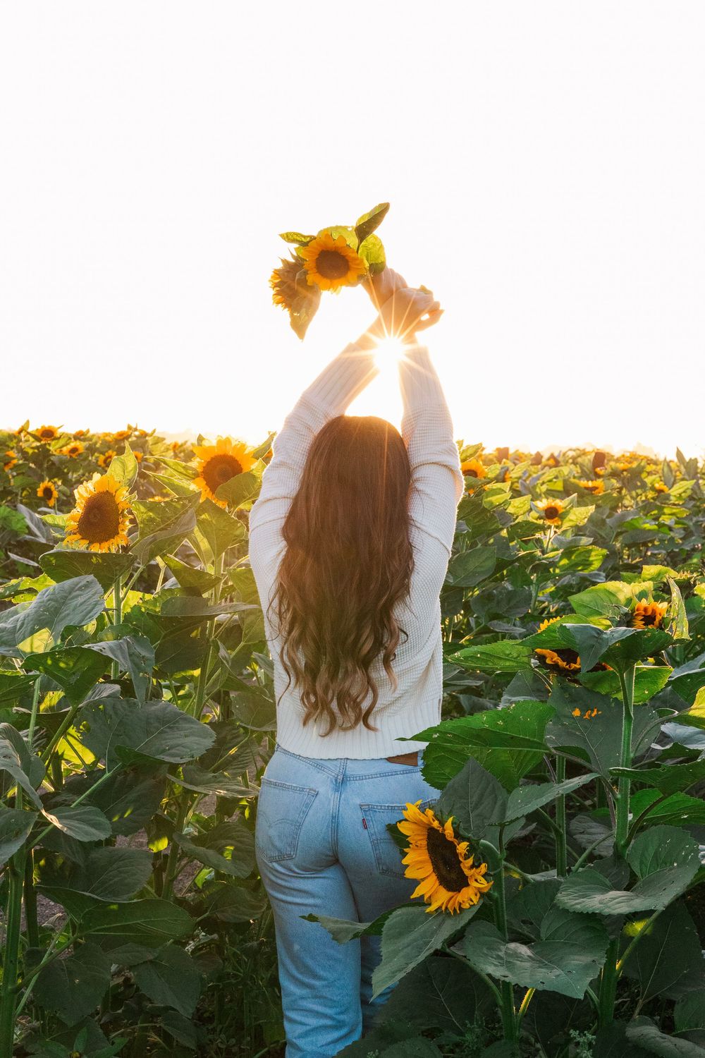 Person in jeans and white sweater stands joyfully in a sunflower field at sunset with arms raised.