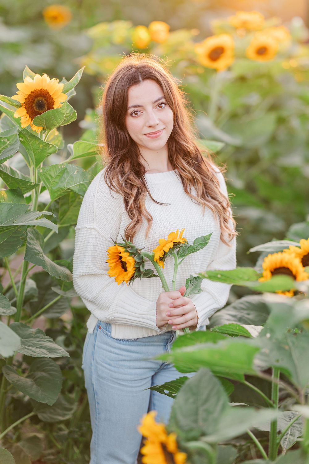 Sunflower field at sunset with tall green stalks and bright yellow blooms against soft natural lighting.