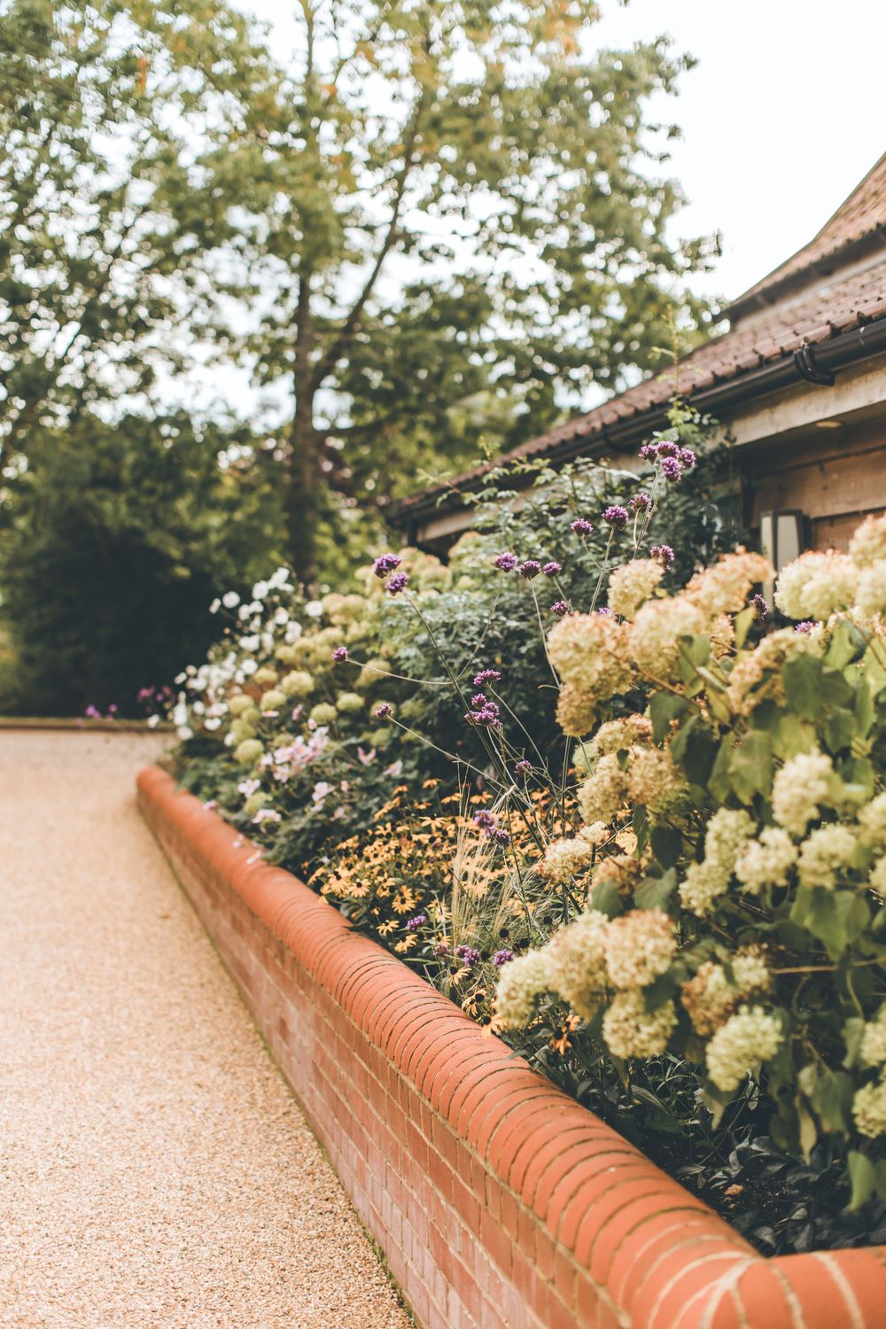 Cream-colored hydrangeas bloom alongside a red brick garden wall in a landscaped border.