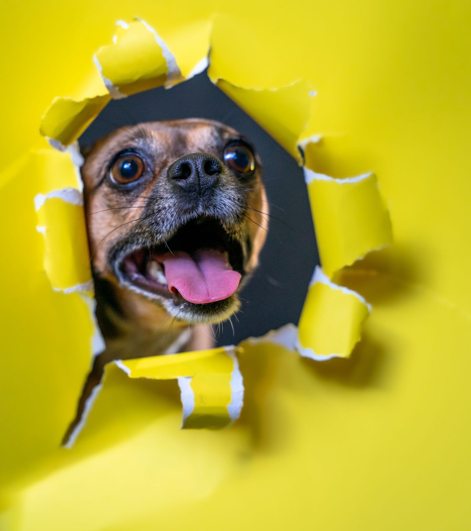 A chihuahua dog peeking through torn holes in yellow paper with a playful expression.
