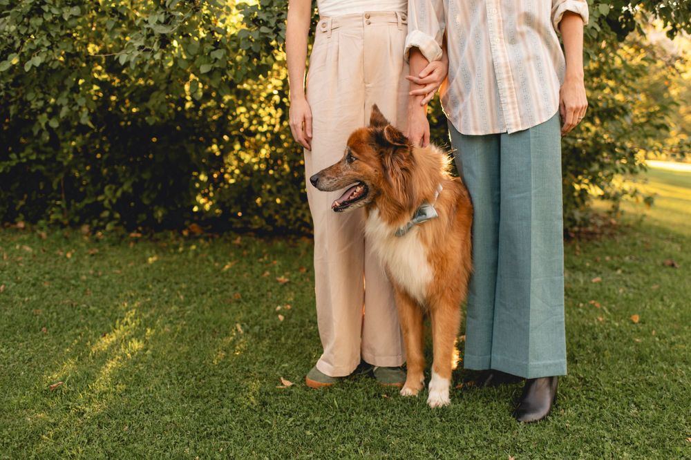 A Shetland Sheepdog stands with two people in casual clothing on a sunny lawn with green bushes in the background.