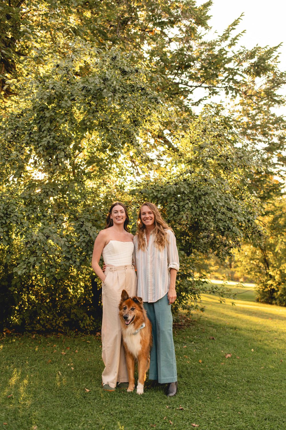 A beautiful Collie dog stands on green grass with trees in golden sunlight during a summer evening photoshoot.