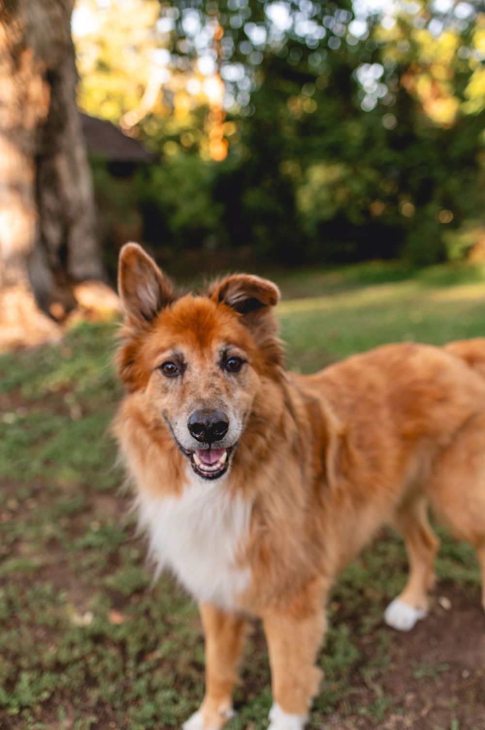 A happy brown and white Shetland Sheepdog stands on a dirt path in a sunlit garden setting, smiling at the camera.