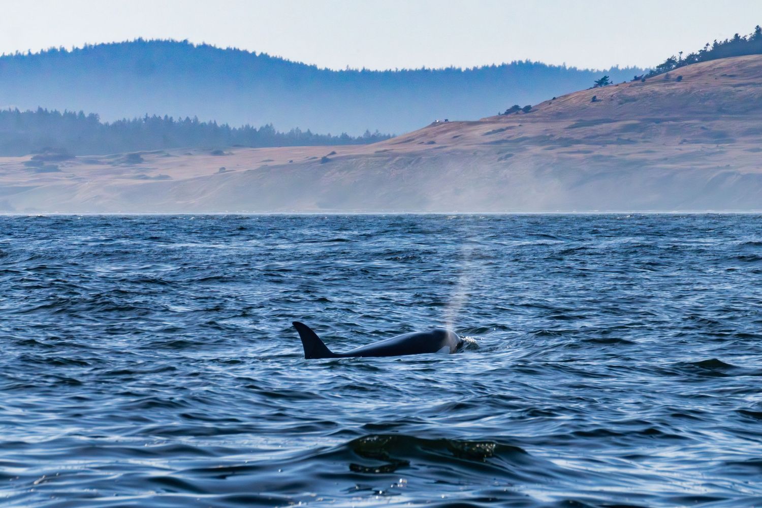 A whale in the Salish sea is seen surfacing in this stunning image capture.