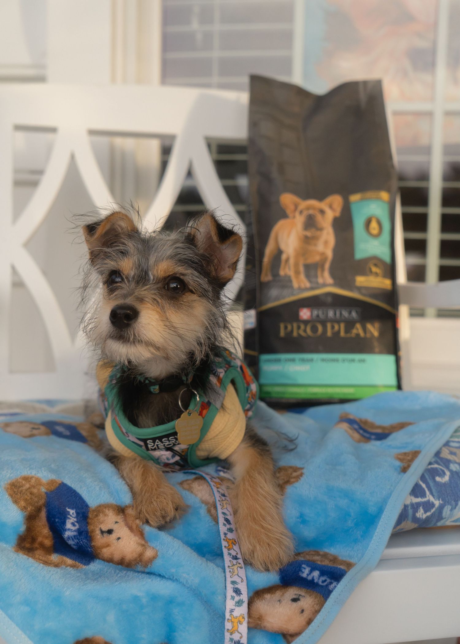 dog posing next to Purina Puppy Food