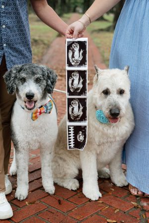 Two dogs holding ultrasound photos for a pregnancy announcement, one wearing a bow tie and one with a blue pacifier.
