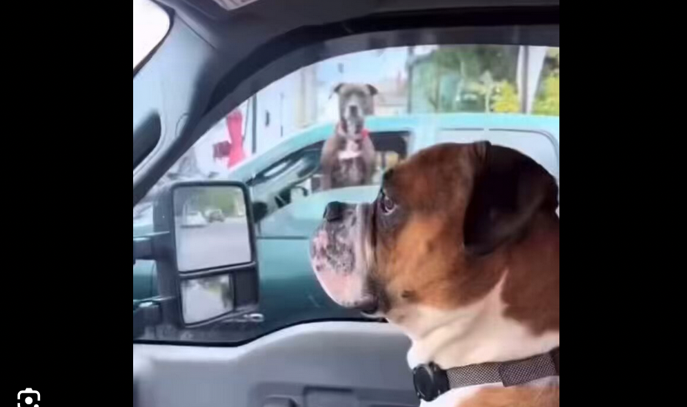 Dog sitting in car passenger seat looking out window during drive.