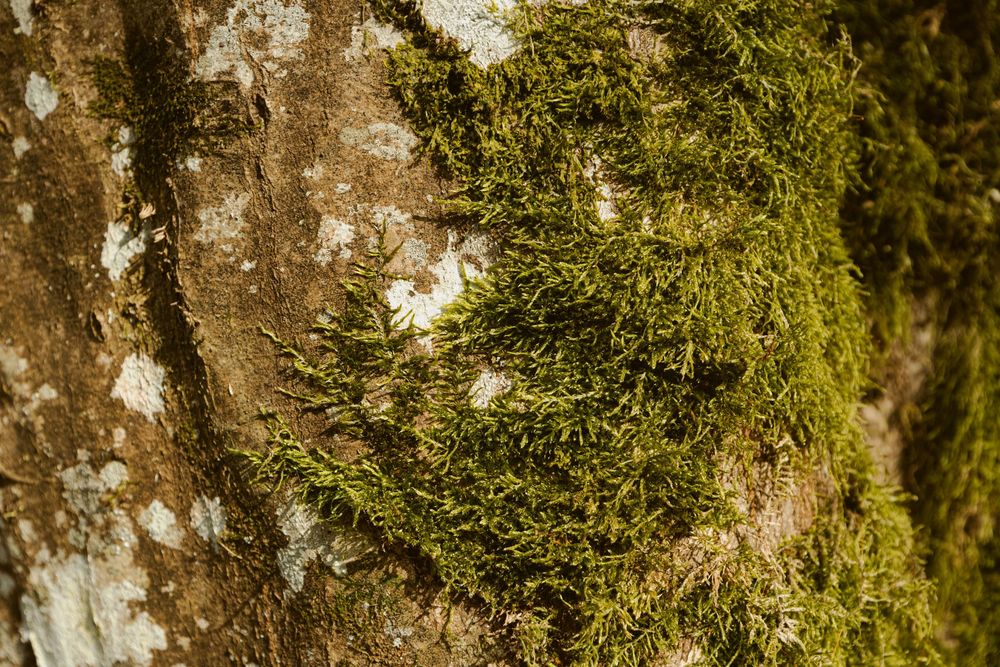 Détail d'un arbre dans la forêt du lac du Der