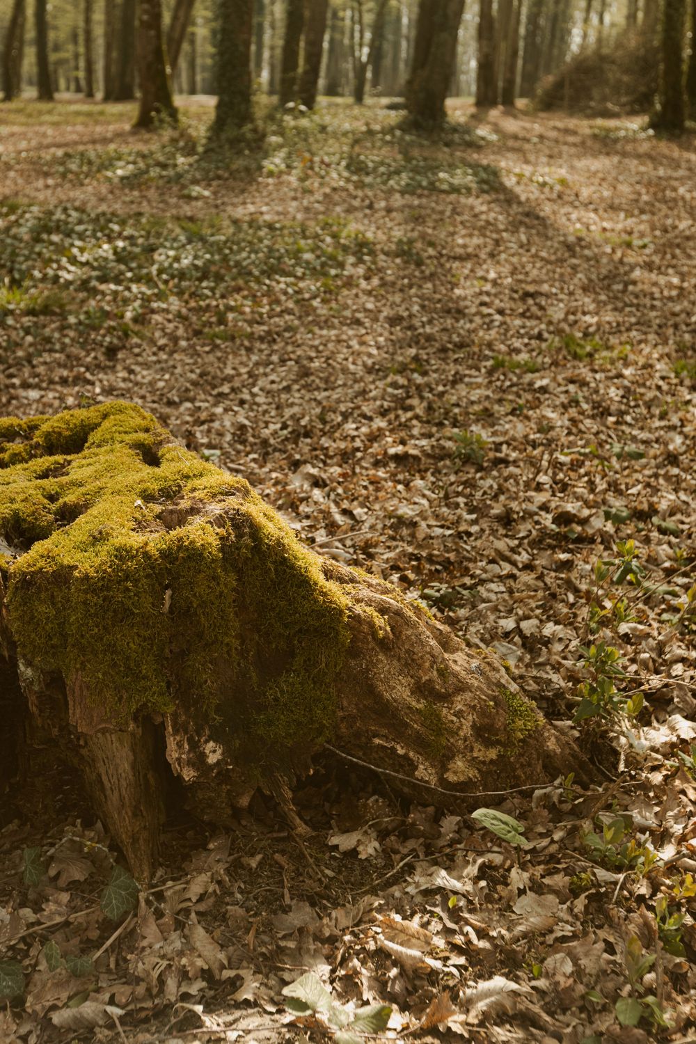 Détail d'un arbre dans la forêt du lac du Der