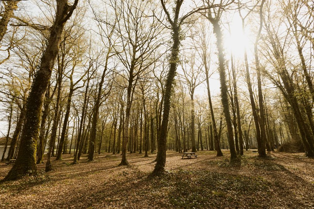 Foret du lac du Der dans la Marne