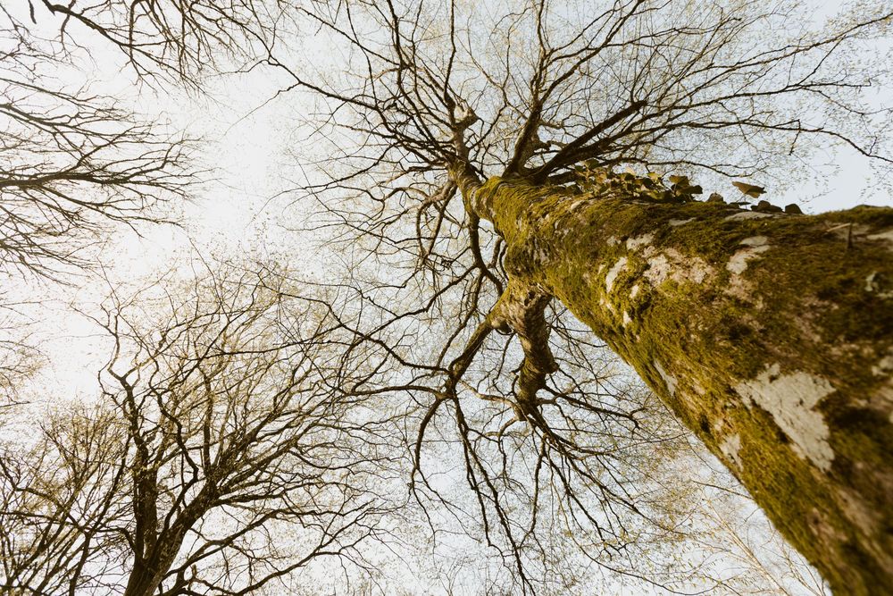 Détail d'un arbre dans la forêt du lac du Der
