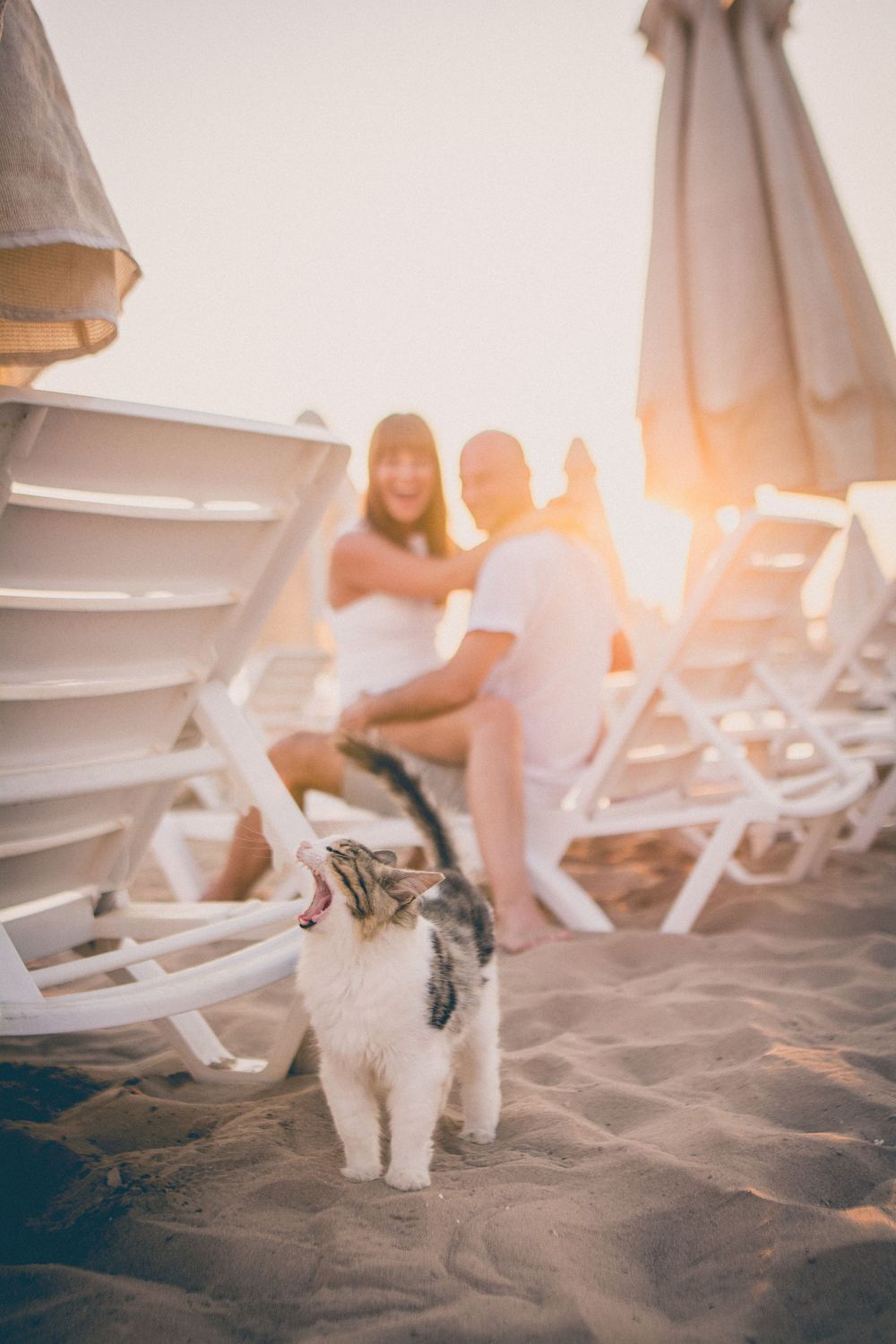 A small white dog walks on sandy beach at sunset with beach chairs and umbrellas in the background.