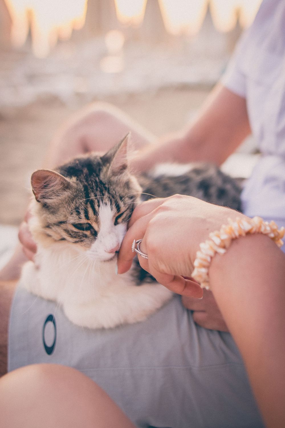 A contented cat lounges on a lap while being gently petted in soft sunlight.