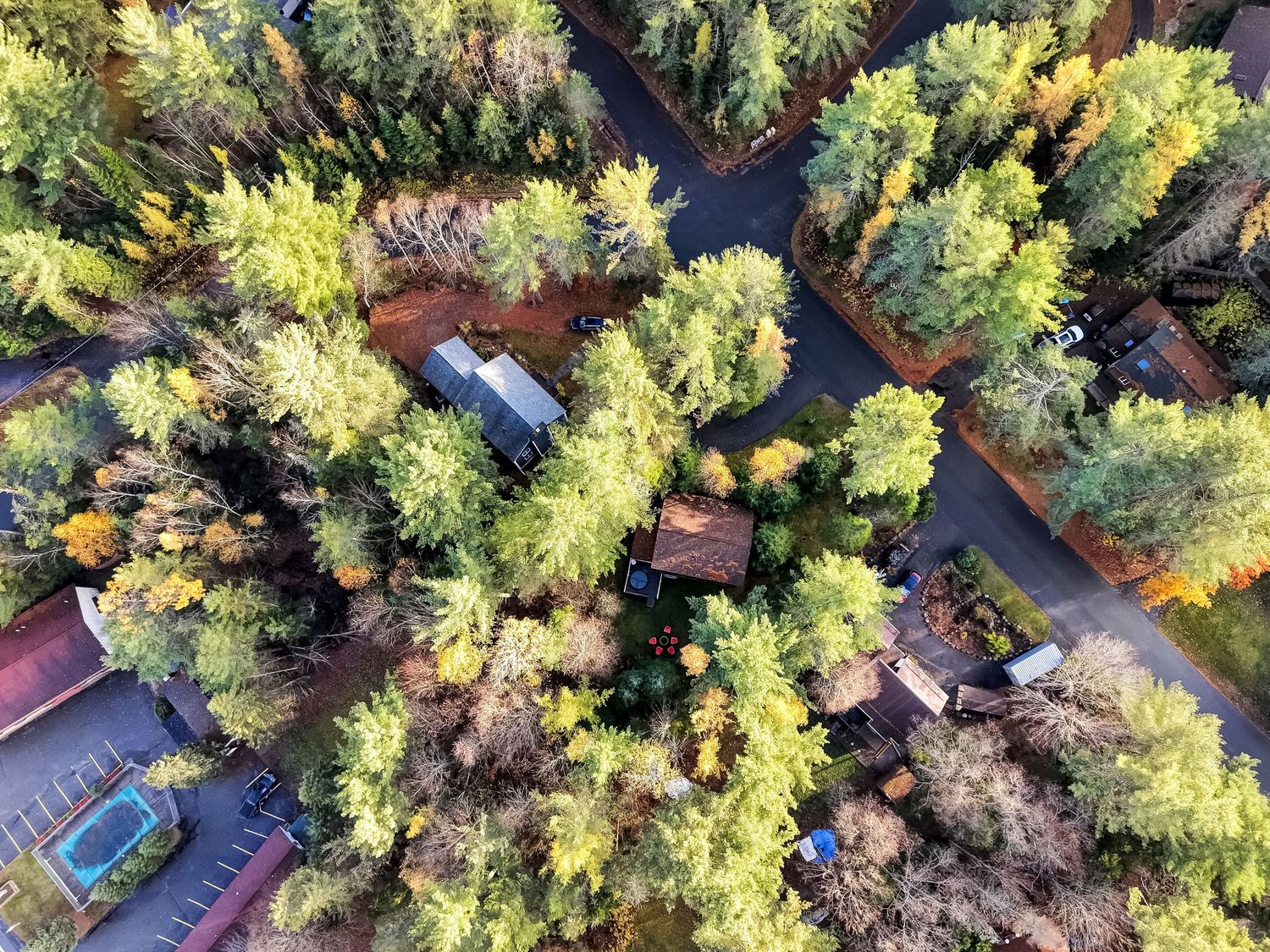 Aerial view of dense forest with sunlit evergreen trees and winding roads through the wilderness.