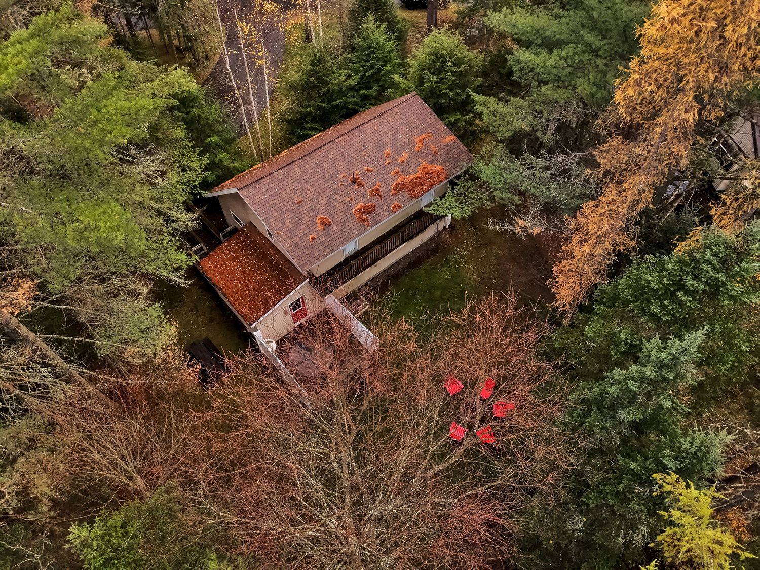 Autumn aerial shot of a cabin nestled among colorful fall trees with rusty red roof.