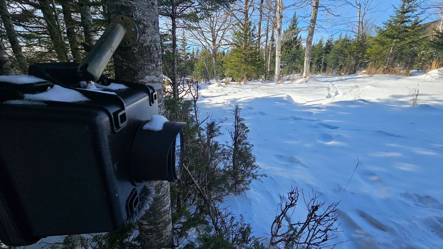 Cognisys video camera trap hanging in a tree waiting for wildlife