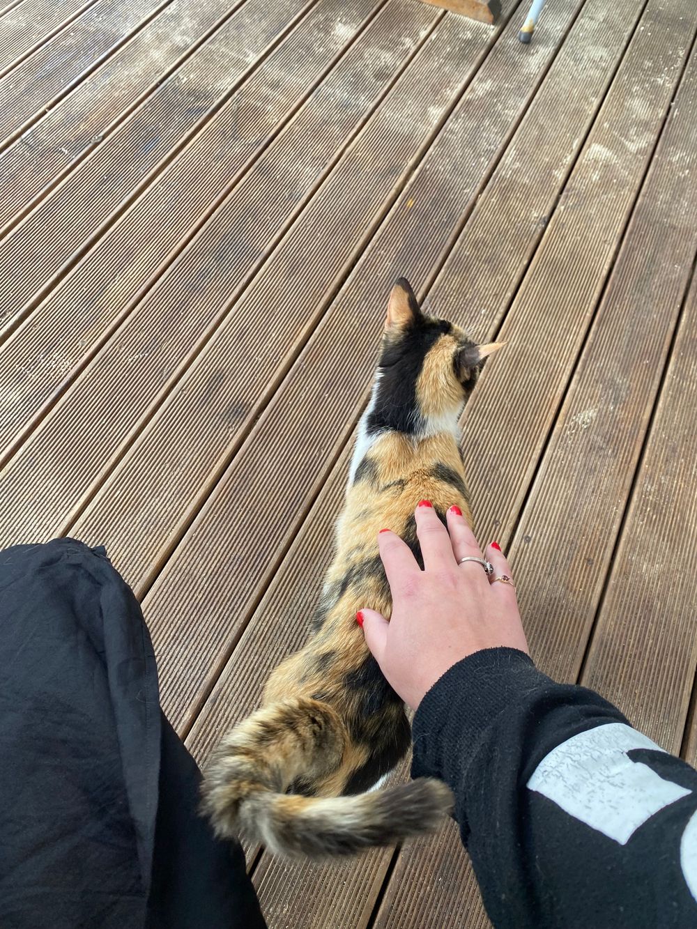 A hand gently pets a brown and black cat lounging on wooden deck boards in a series of connected photos.