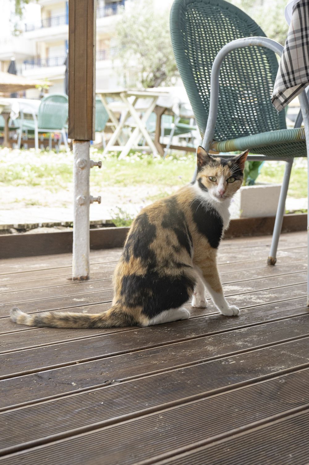 A calico cat lounges on a wooden deck with green chairs visible in the background.