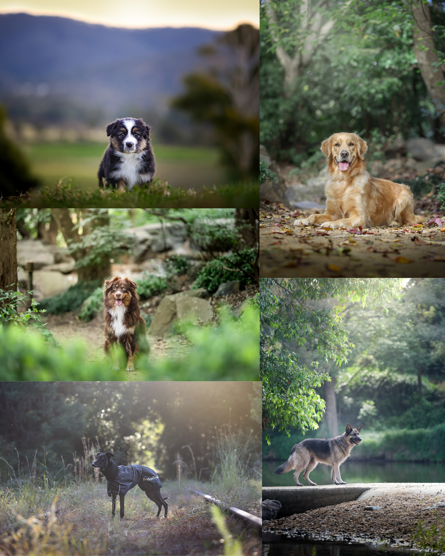 A collection of outdoor dog portraits showing various breeds in natural settings with soft lighting and bokeh effects.