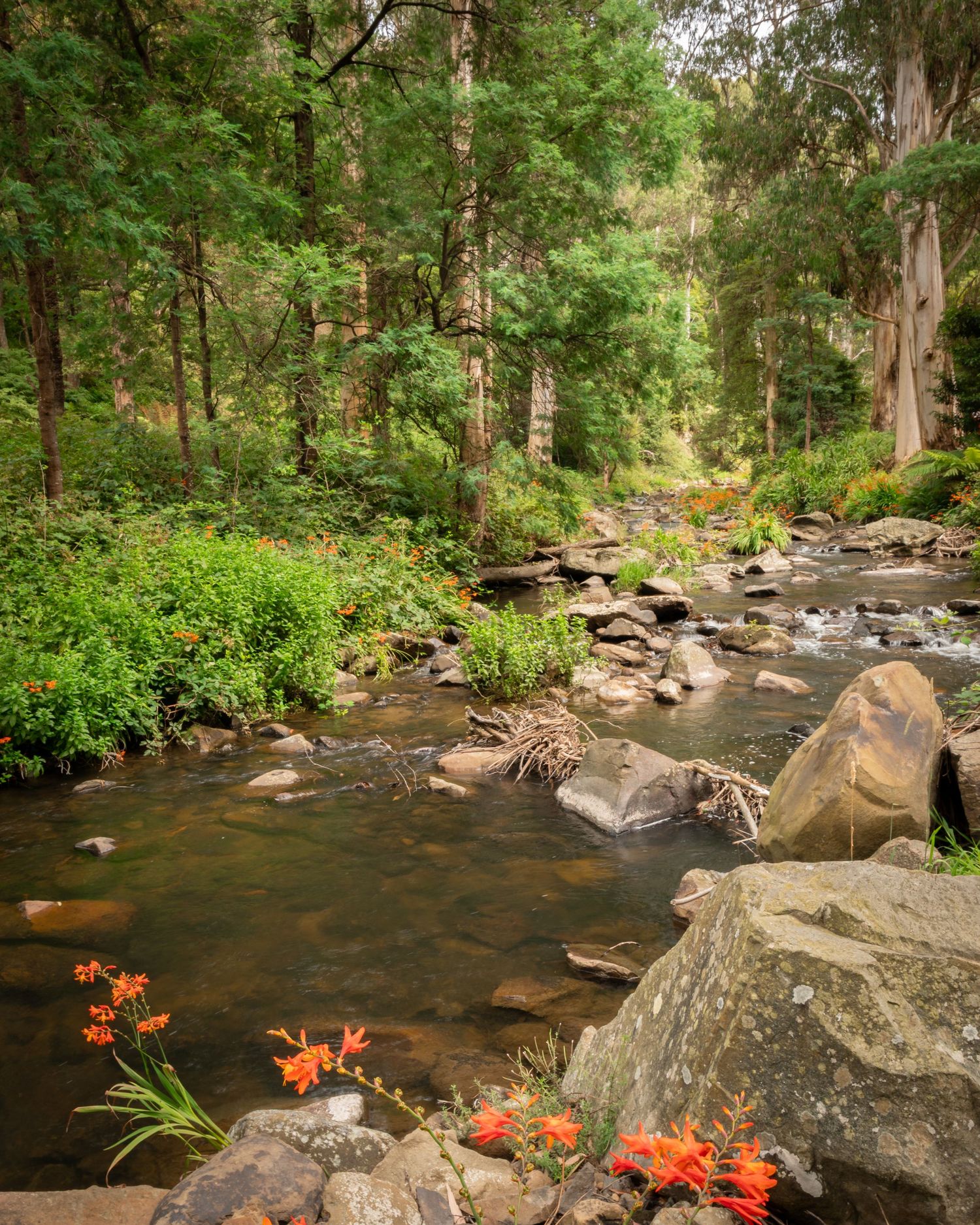 Orange daylilies bloom beside a rocky mountain stream winding through a lush green forest landscape.