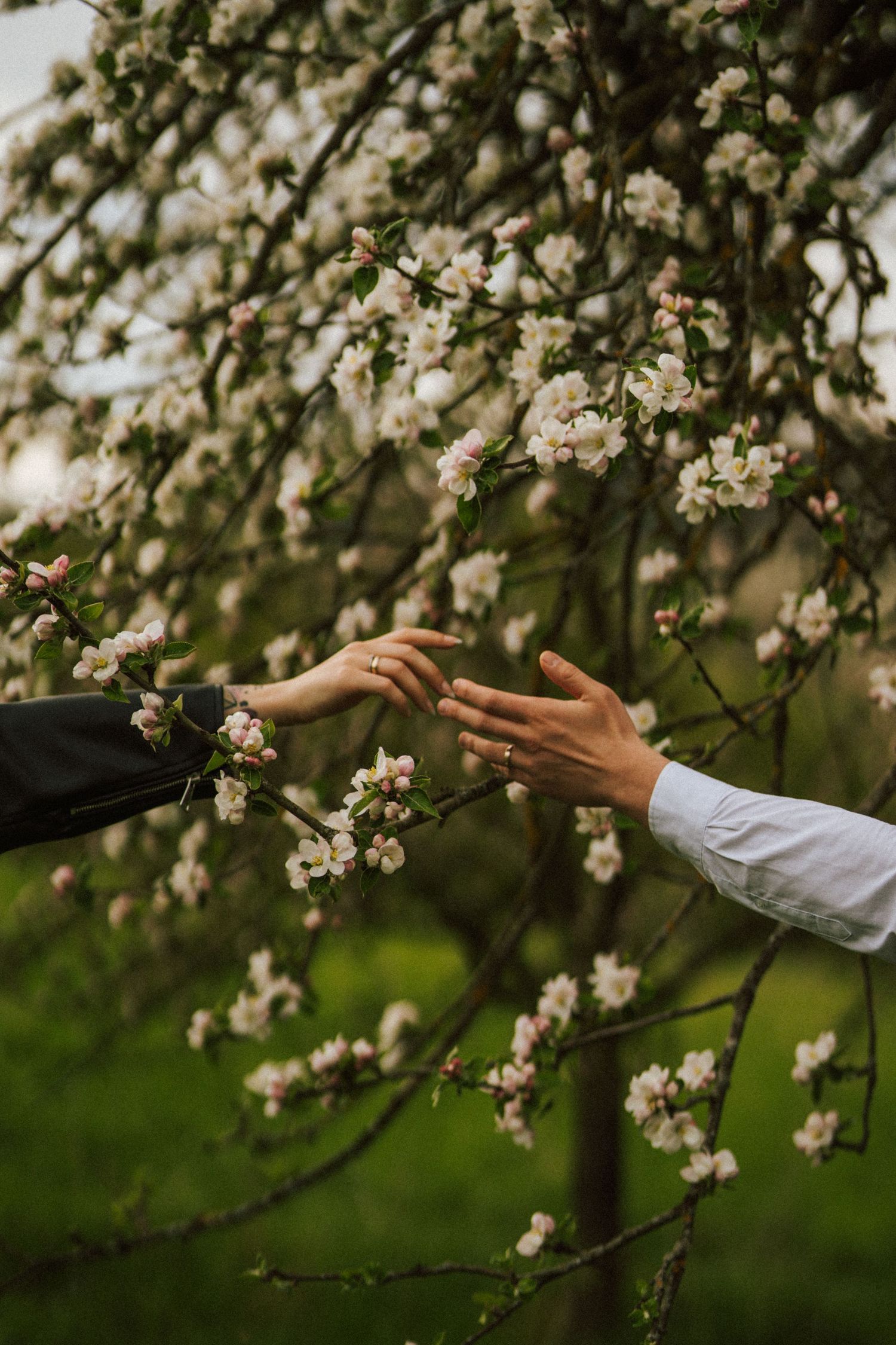 Two hands reaching toward delicate white spring blossoms on a tree branch.