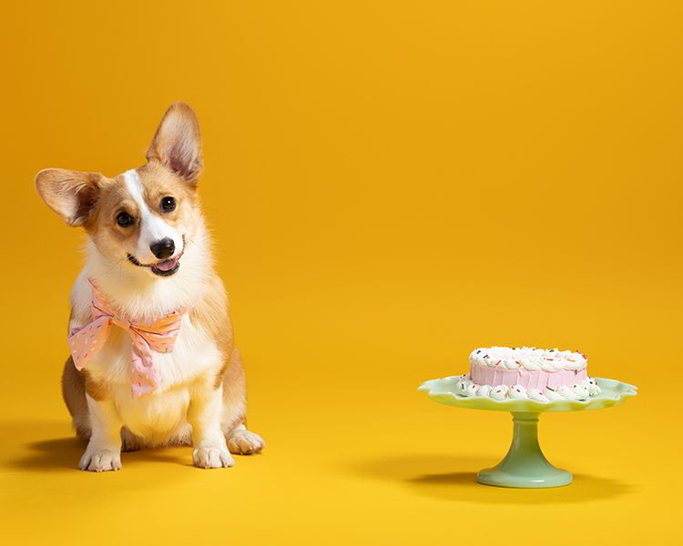 Adorable corgi puppy sitting on yellow background with birthday cake on mint green cake stand.