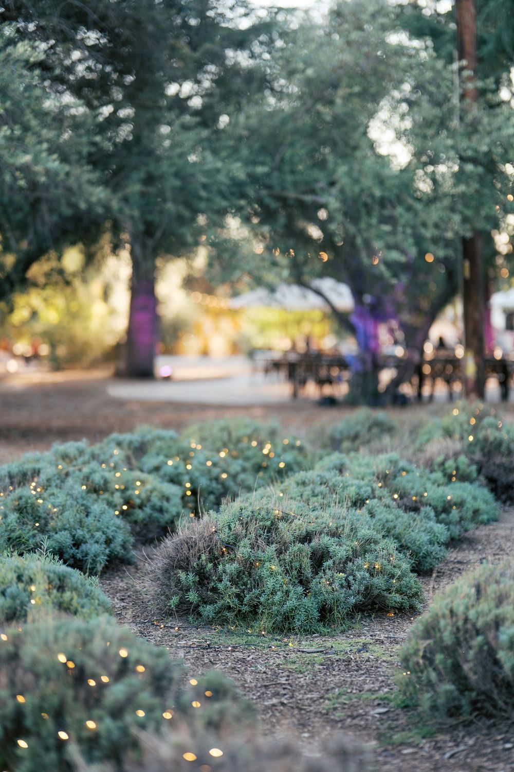 A winding garden path through lavender bushes with bokeh lights and trees in the soft evening background.