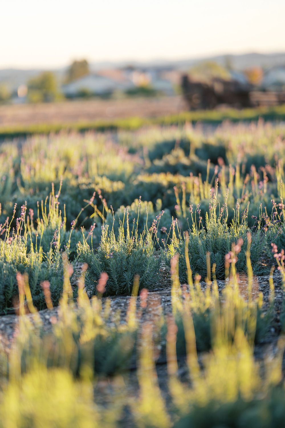 Golden sunlight illuminates tall grass and wildflowers in a serene meadow landscape at dusk.