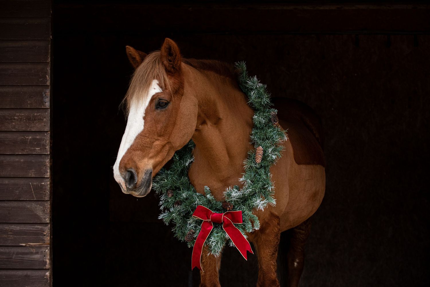 Equine headshot photographer UK
Luxury equine photographer Christmas offer
Christmas horse photography session UK