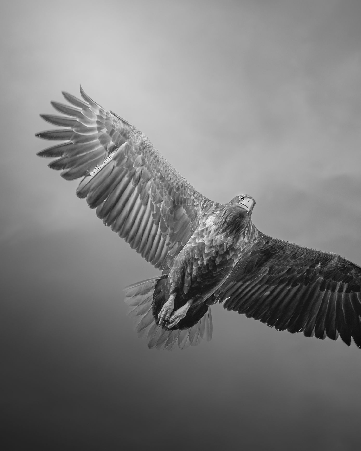 © Cerise Tersteeg | Silence Above the Sea | Zeearend | Lofoten | Noorwegen | Sea Eagle | Norway | Wildlife Photografie | Zoom NL | Fine Art